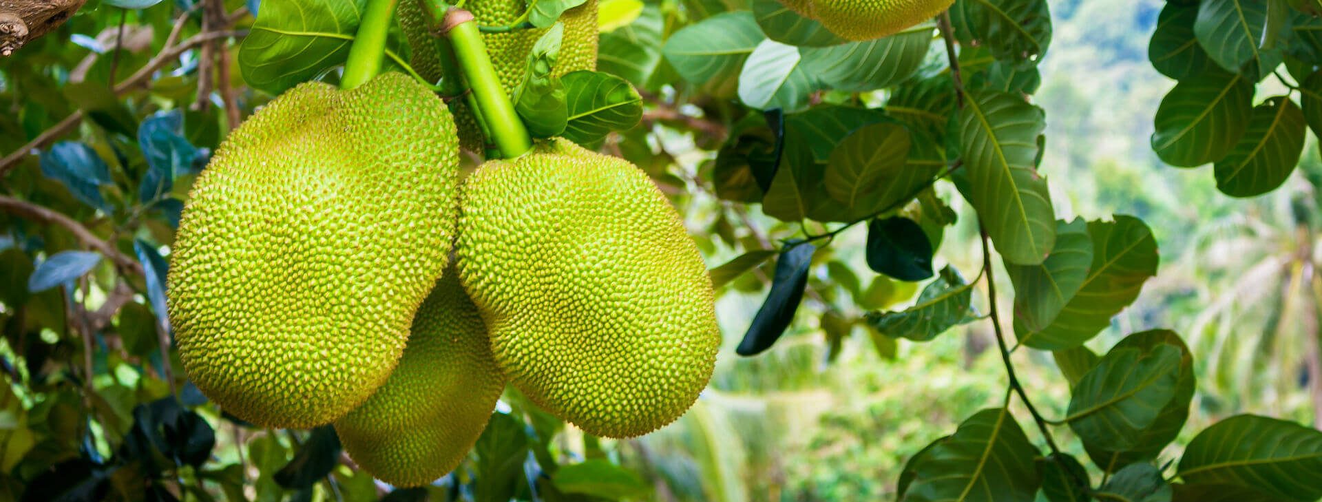 Jackfruit Plants in Kanyakumari