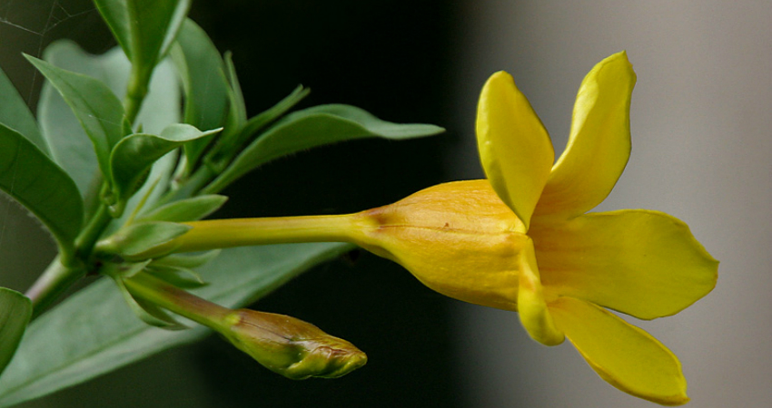 Allamanda Cathartica plants in Nanjil Nursery