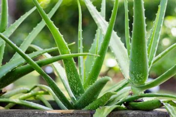 Aloe vera plants in Nanjil Nursery
