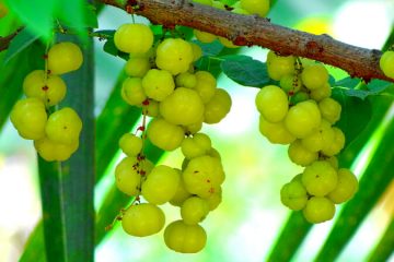 Amla plants in Nanjil Nursery