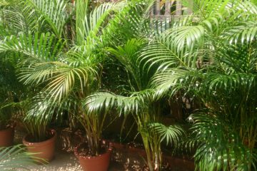 Areca Palm plants in Nanjil Nursery