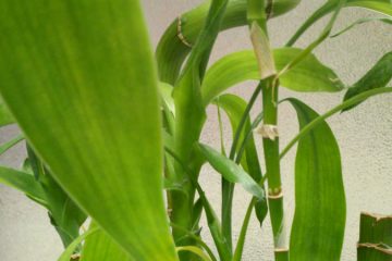 Bamboo Plant in Nanjil Nursery