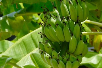 Banana plants in Nanjil Nursery