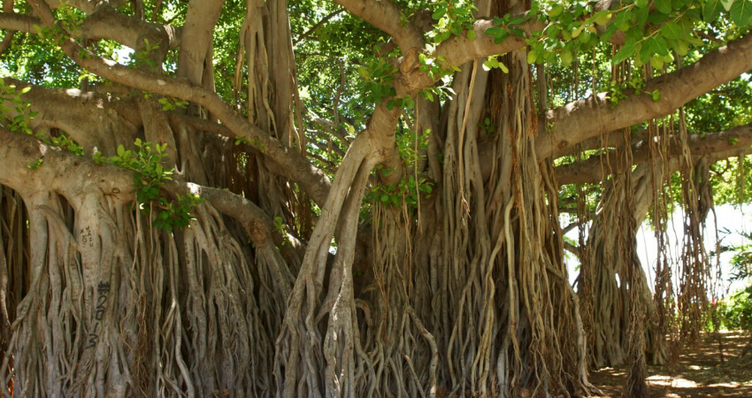Banyan Tree in Nanjil Nursery