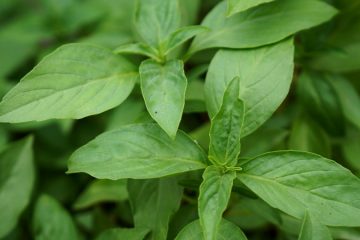 Basil Indoor plants in Nanjil Nursery