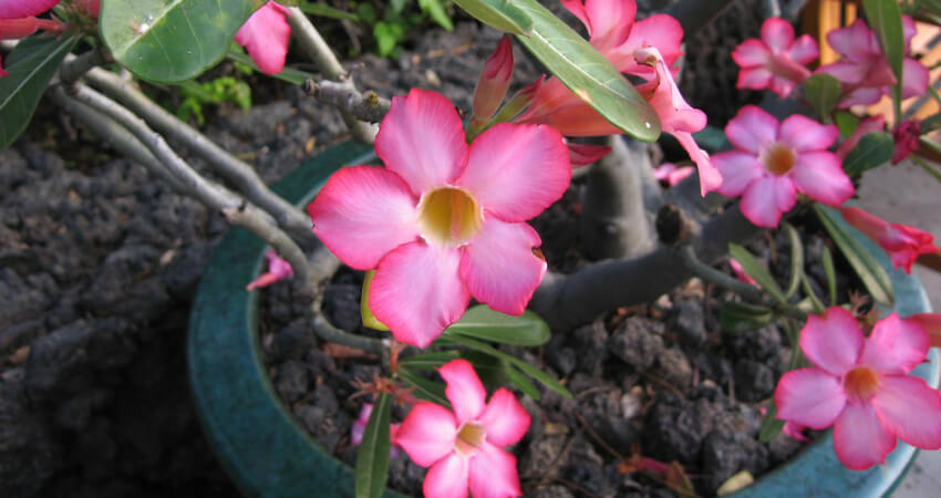 Buy Adenium indoor plant in nagercoil