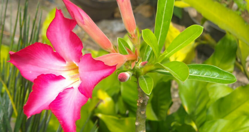 Buy Adenium plants in kanyakumari