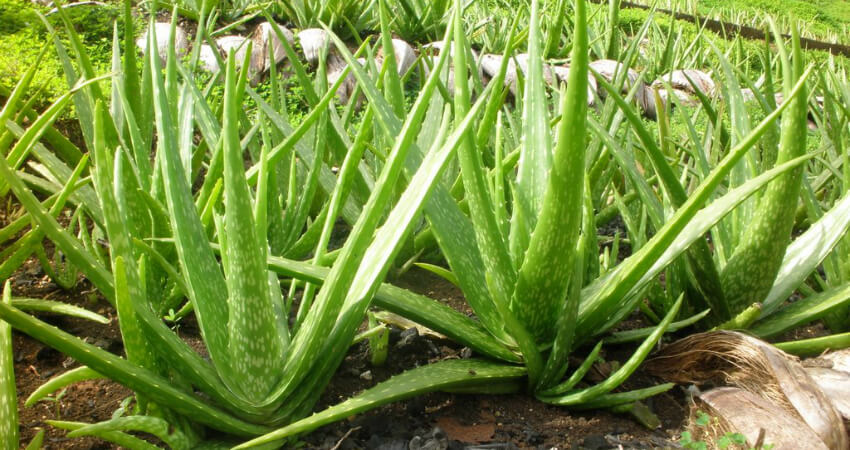 Buy Aloe vera indoor plant in nagercoil