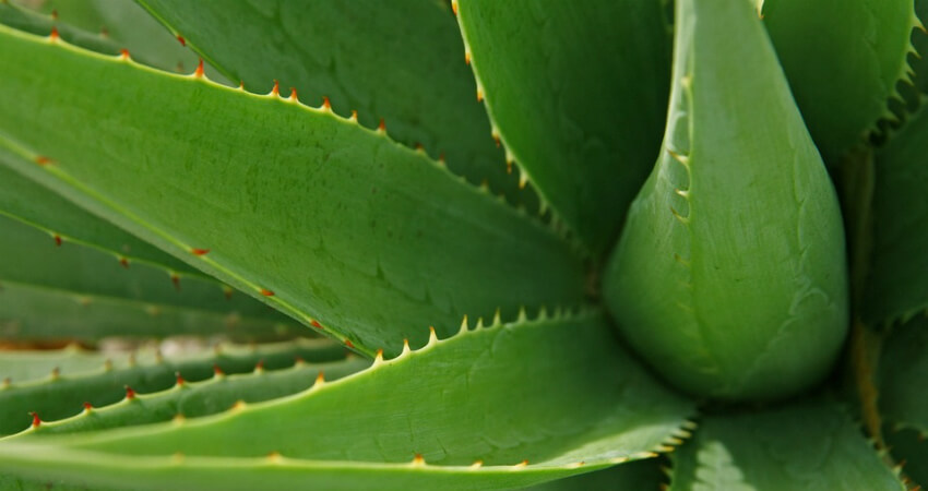 Buy Aloe vera medicinal plant in nagercoil