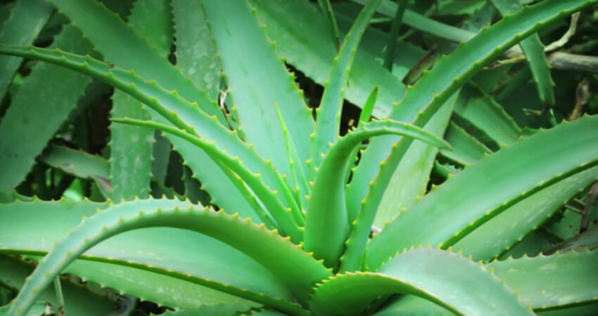 Buy Aloe vera plants in kanyakumari