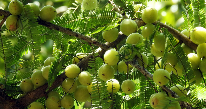 Buy Amla plants in kanyakumari