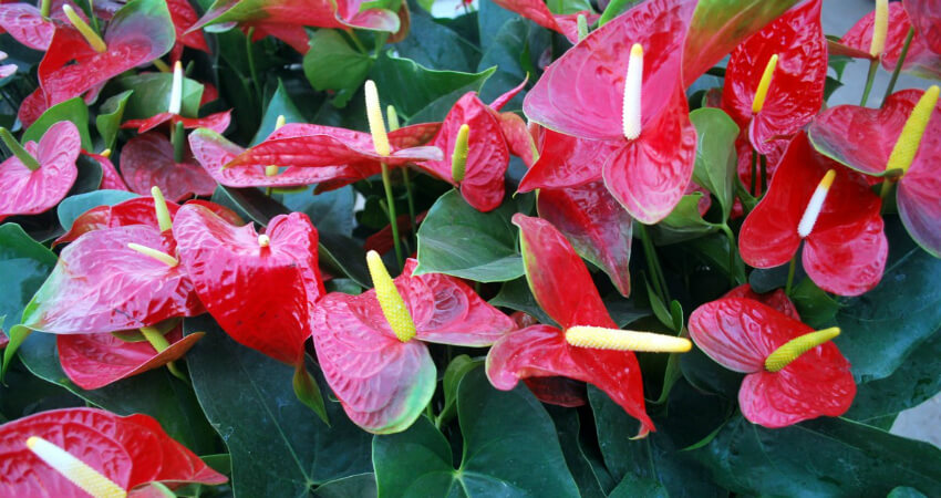 Buy Anthurium indoor plant in nagercoil