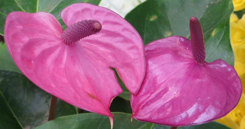 Buy Anthurium plants in kanyakumari