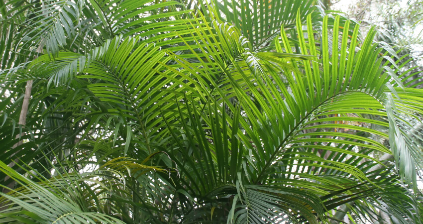 Buy Areca Palm indoor plants in nagercoil