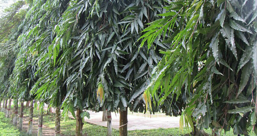 Buy Ashoka Tree plants in kanyakumari