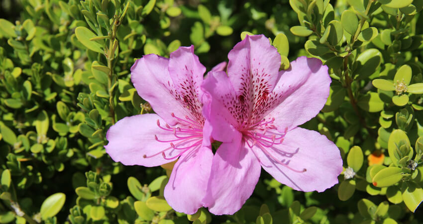 Buy Azalea indoor plants in nagercoil