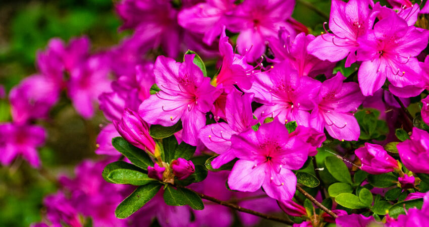 Buy Azalea plants in kanyakumari