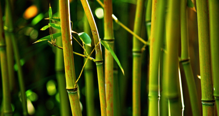 Buy Bamboo Plant in nagercoil