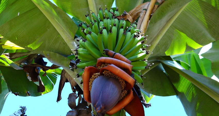 Buy Banana plants in kanyakumari