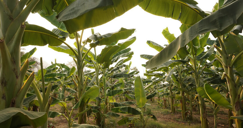 Buy Banana trees in nagercoil