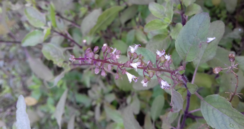 Buy Basil Indoor plantsin nagercoil
