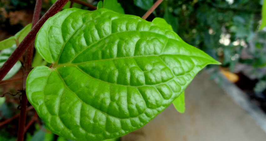 Buy Betal medicinal plant in nagercoil