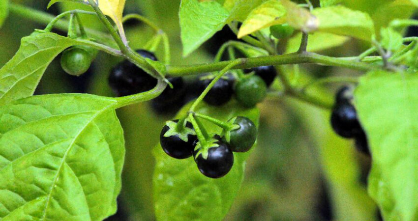 Buy Black Nightshade medicinal plant in nagercoil
