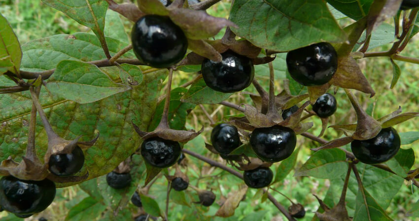 Buy Black Nightshade plants in kanyakumari