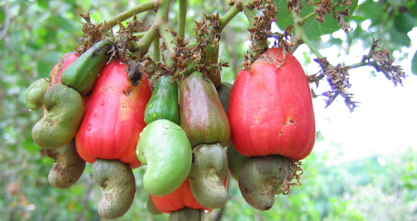 Buy Cashew plants in kanyakumari