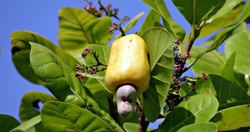 Buy Cashew trees in nagercoil