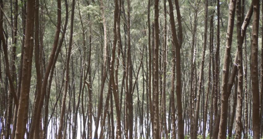 Buy Casuarina Tree plants in kanyakumari