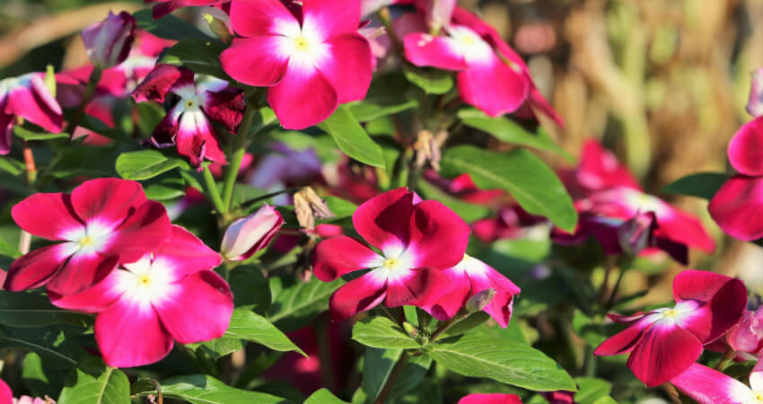 Buy Catharanthus Roseus trees in nagercoil