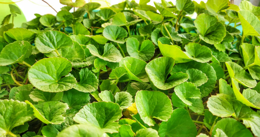 Buy Centella Asiatica medicinal plant in nagercoil