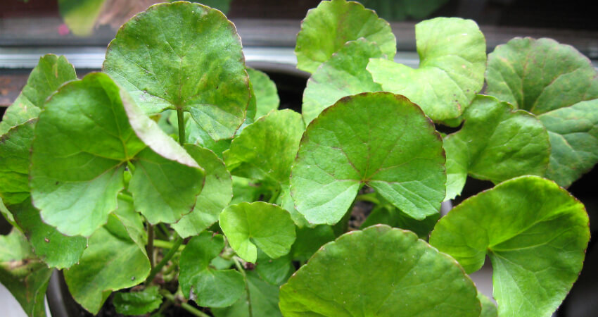 Buy Centella Asiatica plants in kanyakumari