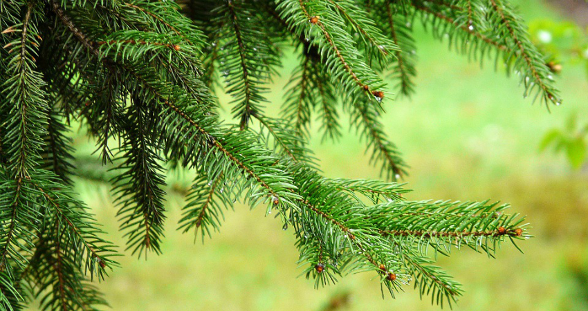 Buy Christmas Tree in kanyakumari