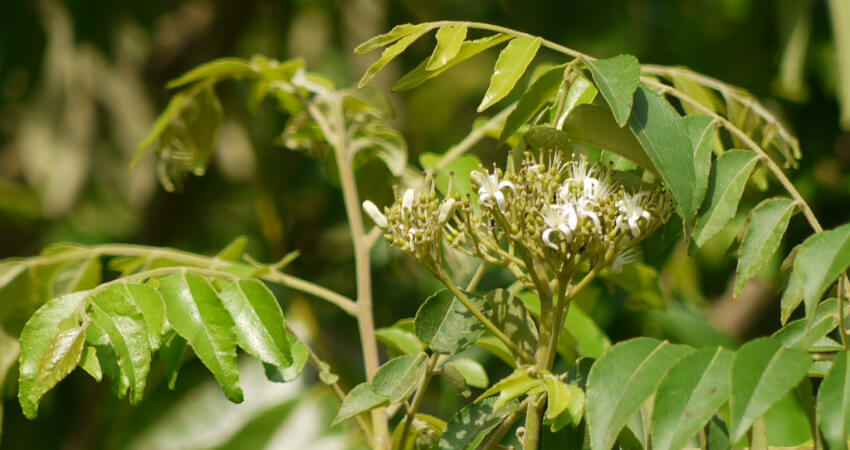 Buy Curry Leaves plants in kanyakumari