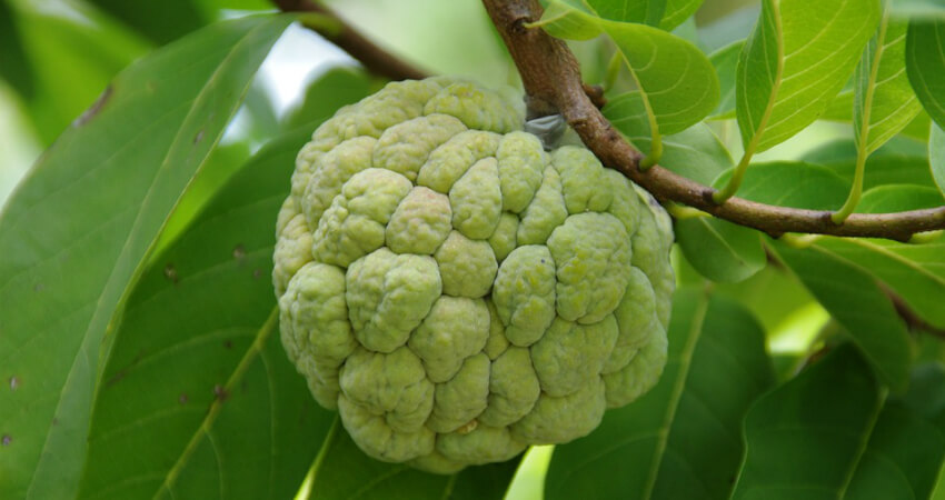 Buy Custard Apple trees in nagercoil