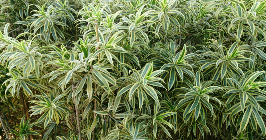 Buy Dracaena Reflexa indoor plants in nagercoil