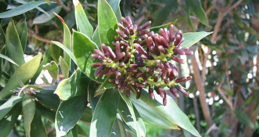 Buy Dracaena Reflexa plants in kanyakumari