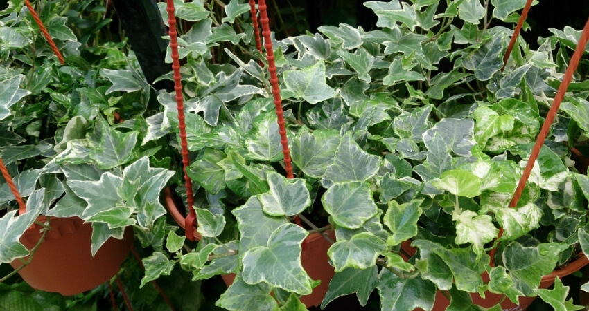 Buy English Ivy plants in kanyakumari