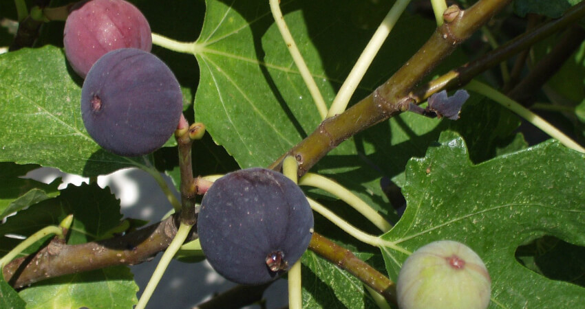Buy Fig plants in kanyakumari