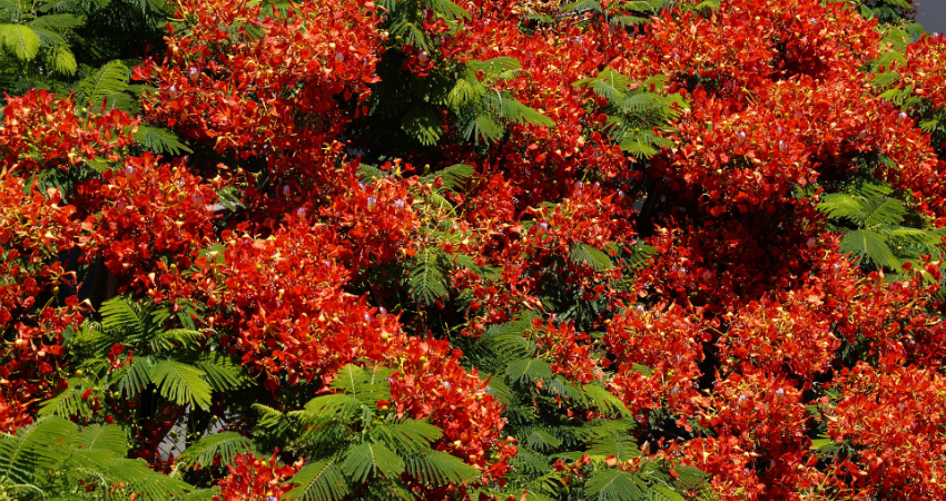 Buy Flamboyant Flame trees in nagercoil