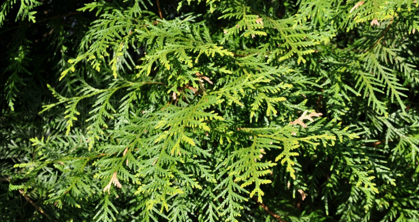 Buy Giants Thuja plant in kanyakumari