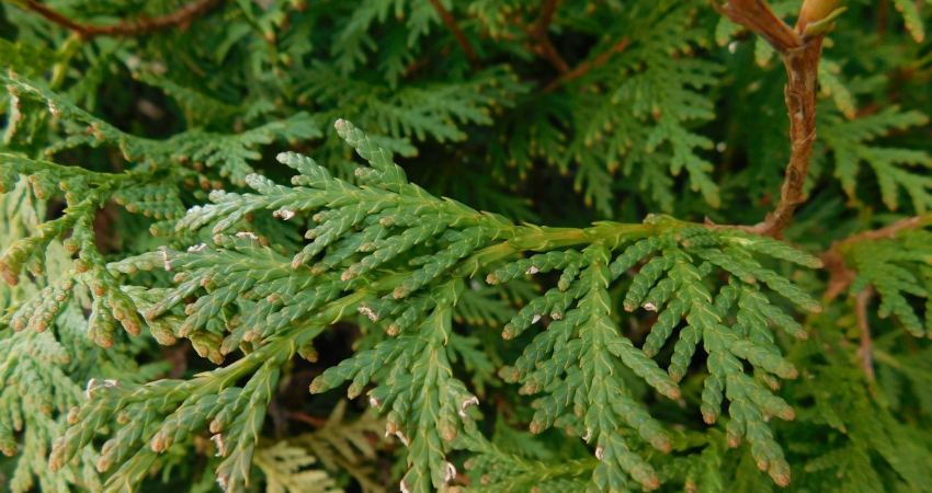 Buy Giants Thuja plant in nagercoil