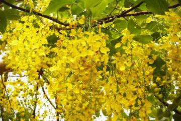 Buy Golden Rain Tree in kanyakumari