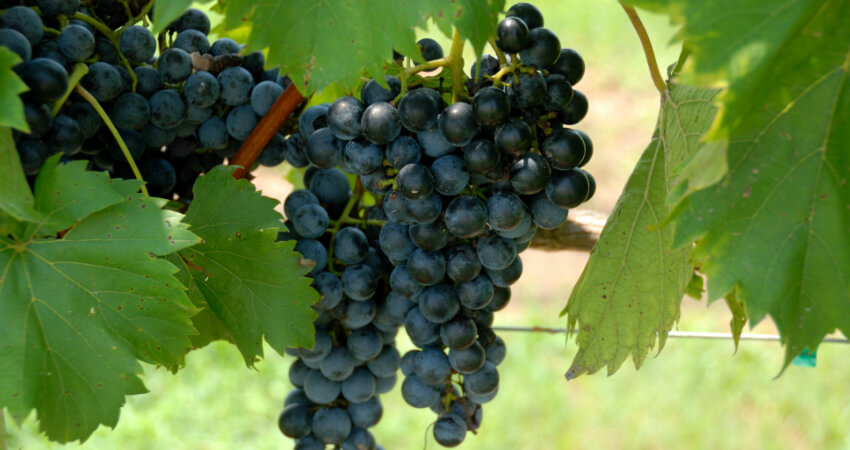 Buy Grapes trees in nagercoil