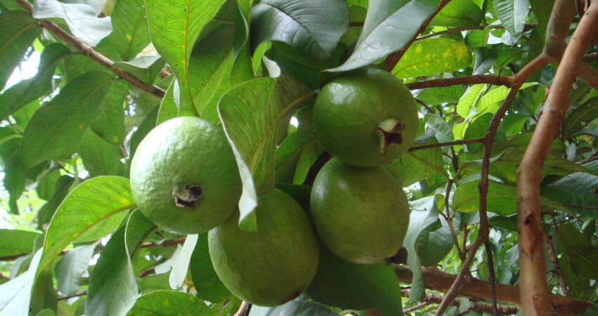 Buy Guava trees in nagercoil