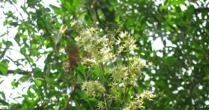 Buy Henna medicinal plant in nagercoil