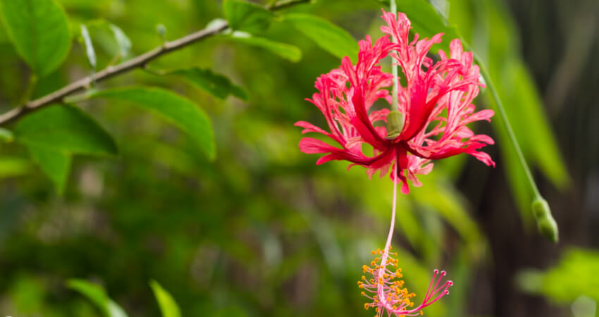 Buy Hibiscus plants in kanyakumari