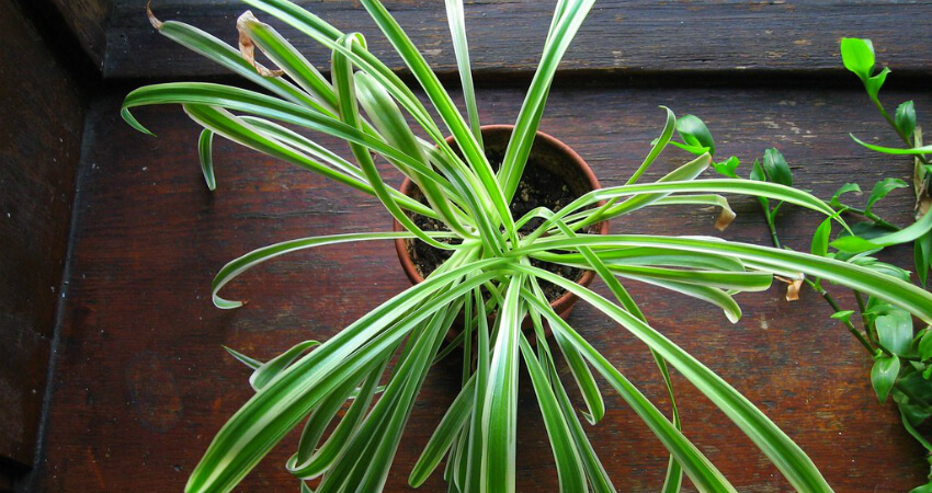 Buy Indoor Spider plants in nagercoil